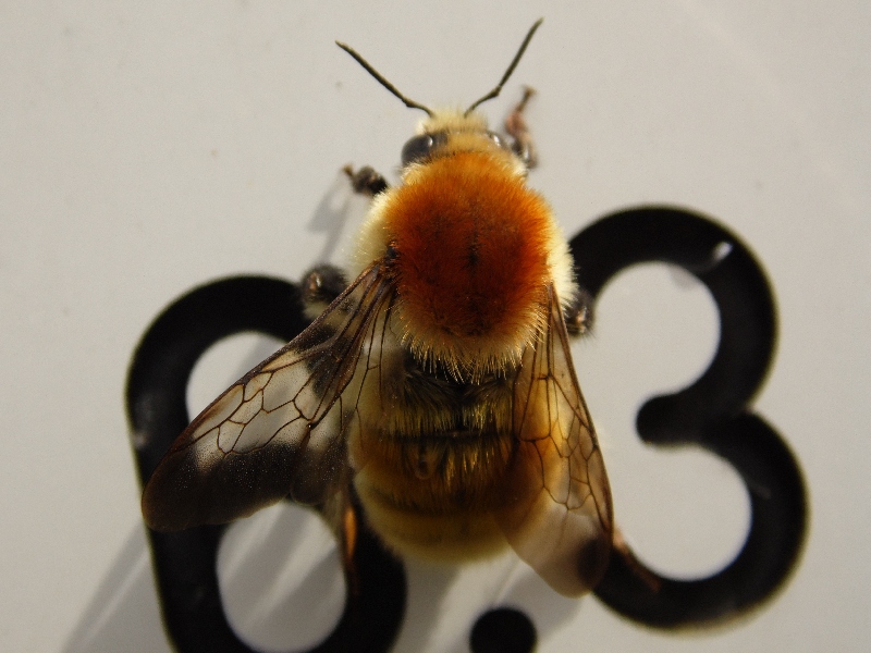 Bombus pascuorum?